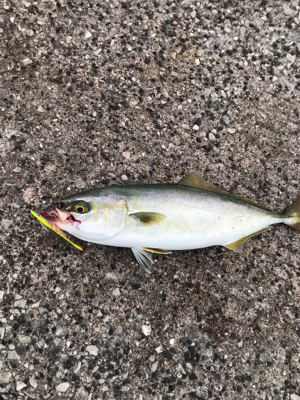 サゴシ狙いましたが。