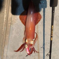 和歌山イカメタル