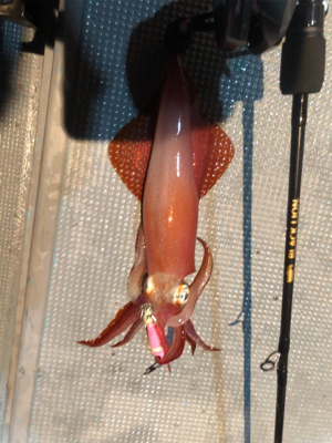 和歌山イカメタル