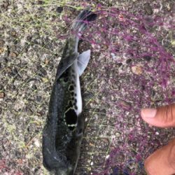 サビキ、サヨリ、泳がせ