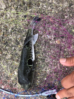 サビキ、サヨリ、泳がせ