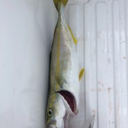 ひさびさに釣り