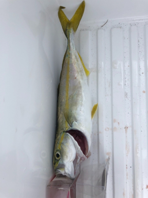 ひさびさに釣り