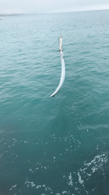 五目釣りならず…