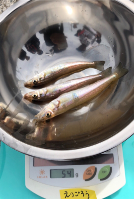 キス釣り大会でシタビラメ‼︎