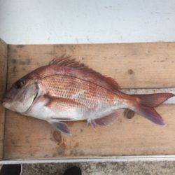 濁流でもカゴでマダイ