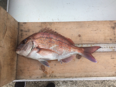 濁流でもカゴでマダイ