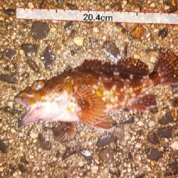 昨日のリベンジ予定が…