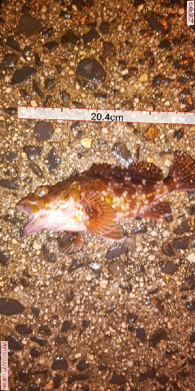 昨日のリベンジ予定が…