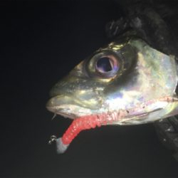 貝塚ライトゲーム