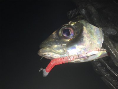 貝塚ライトゲーム