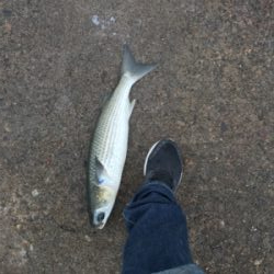 久々団子釣りボラの呪いからタコ