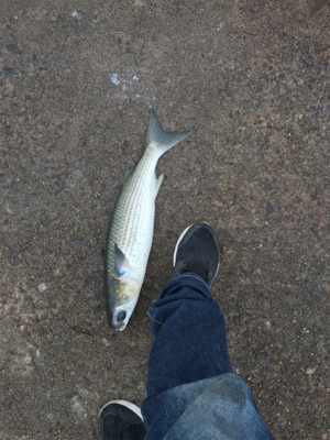 久々団子釣りボラの呪いからタコ