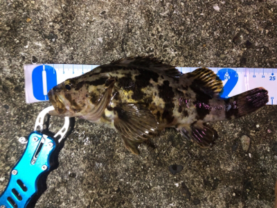 ガシラとタケノコメバル(多分)