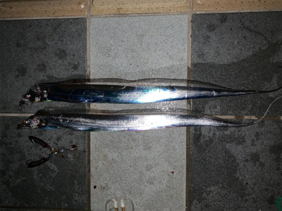 もう釣れてきたパターン？！