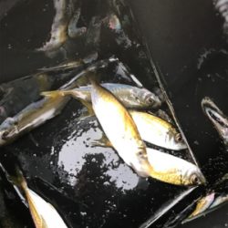 久しぶりのサビキ釣り(^^)