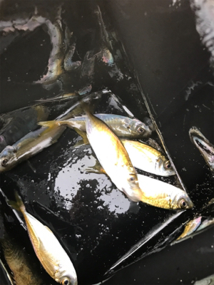 久しぶりのサビキ釣り(^^)