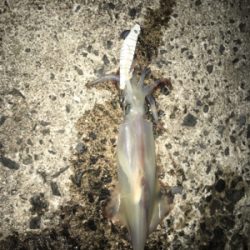 餌巻エギ最強説3