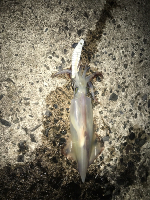 餌巻エギ最強説3