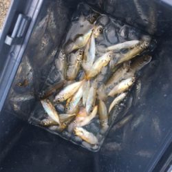 サバ&豆アジ(ちょいおっき目)