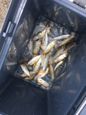 サバ&豆アジ(ちょいおっき目)