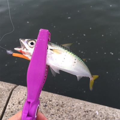 アジングタックルでサバとツバス!