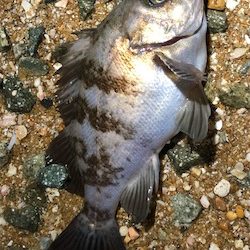 たまにはライト