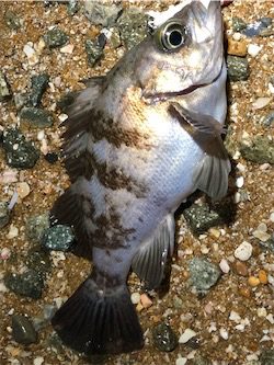 たまにはライト