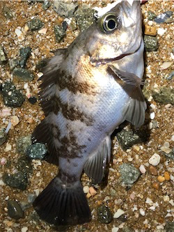 たまにはライト