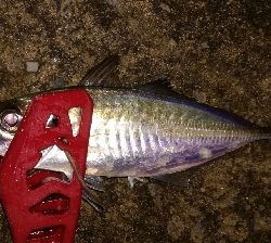 アジンガー1900〜2145