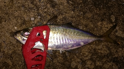 アジンガー1900〜2145