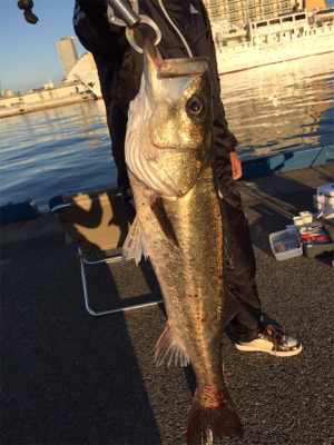 イソメ4本掛けにヒット！！！