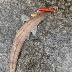 エソ大量。。。