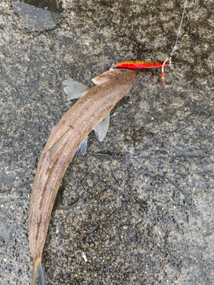 エソ大量。。。