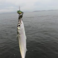 チビサバ、チビカサゴ、チビカマスをゲット!笑