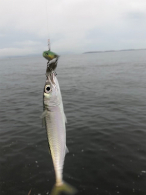 チビサバ、チビカサゴ、チビカマスをゲット!笑