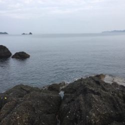 カンパチ25.5センチ