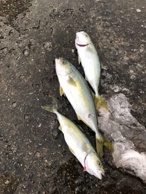 やっぱりノマセが1番