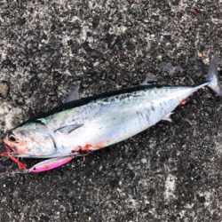 初ガツオ^ ^右に左によく走る(^^)♪