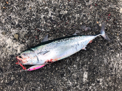 初ガツオ^ ^右に左によく走る(^^)♪