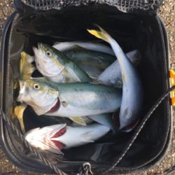 ショアジギング