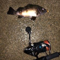 メバリング&アジング