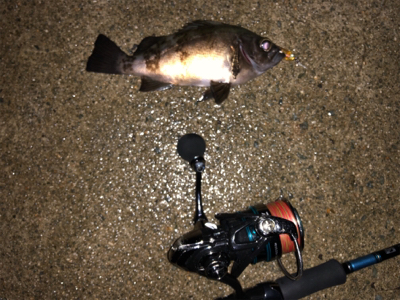 メバリング&アジング