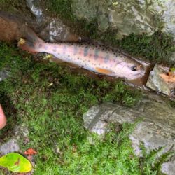 球磨川水系ヤマメ釣り#1