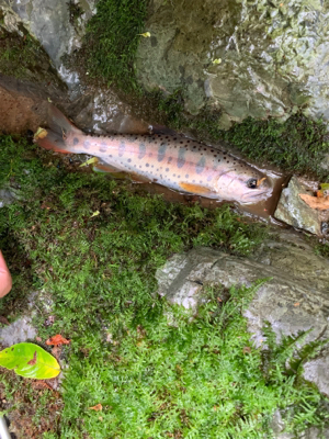 球磨川水系ヤマメ釣り#1