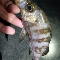 ナイトアジング