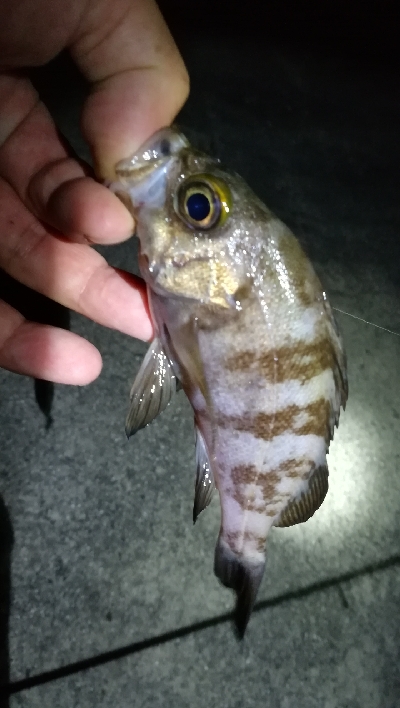 ナイトアジング