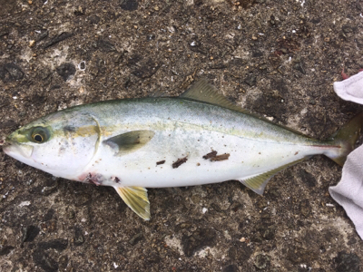 夕まずめツバス