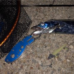 メーター太刀魚きた!