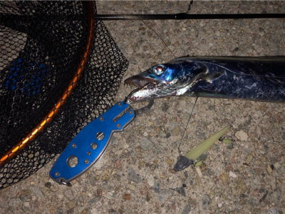 メーター太刀魚きた!